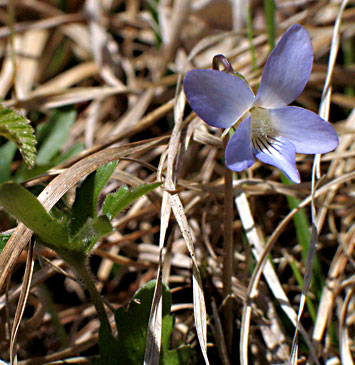 flower up close